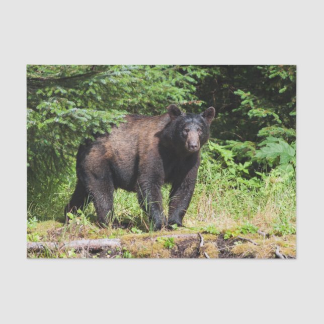 Papel De Seda Oso negro alfa (Anverso)