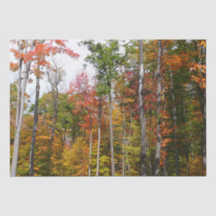 Papel De Seda Otoño en el bosque Fotografía de otoño colorido