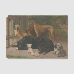 Papel De Seda Otto Bache Perros no admitidos