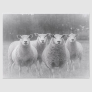 Papel De Seda Ovejas