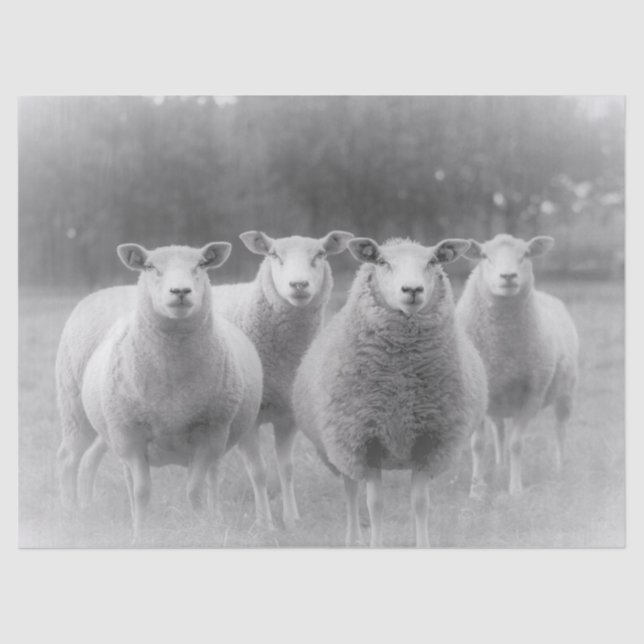 Papel De Seda Ovejas (Anverso)