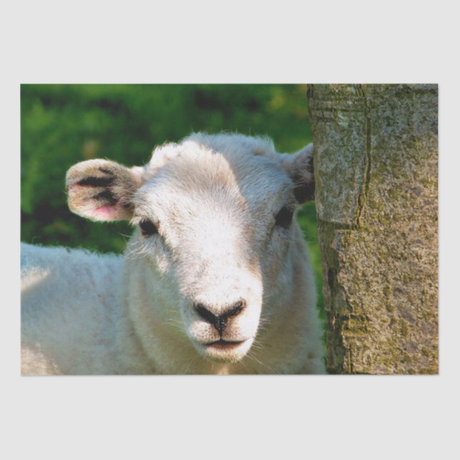 PAPEL DE SEDA OVEJAS CORTAS (Anverso)