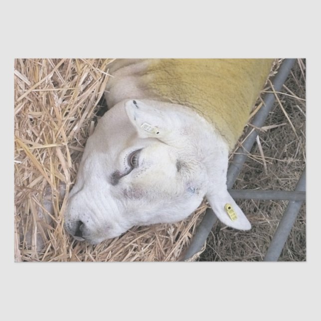 PAPEL DE SEDA OVEJAS CUIDADAS (Anverso)