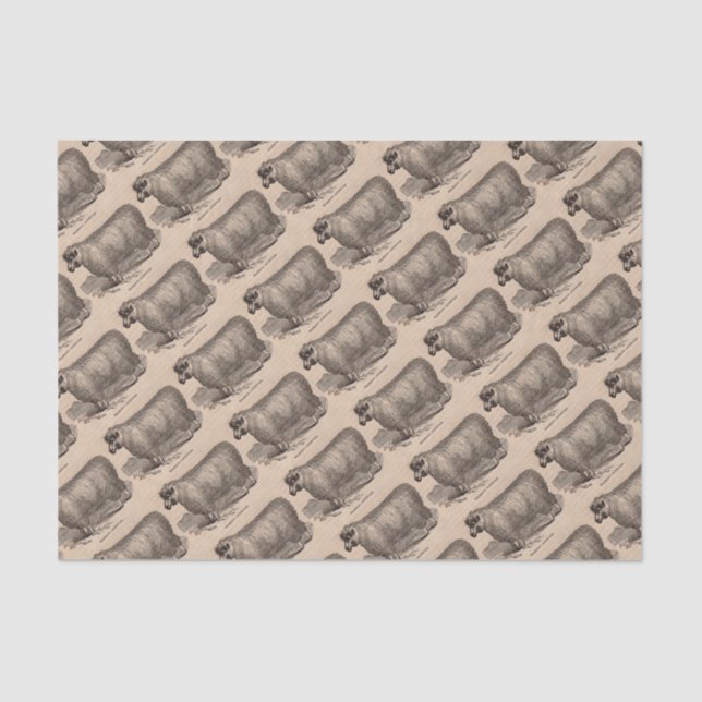 Papel De Seda Ovejas de algodón del siglo XIX (Anverso)