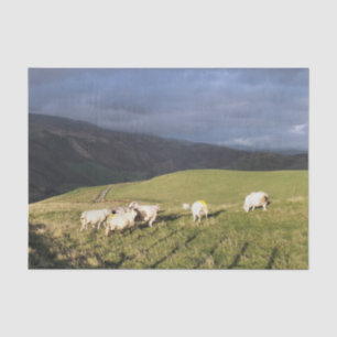 PAPEL DE SEDA OVEJAS DE MONTAÑA