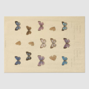 Papel De Seda Página de descodificación de mariposas de escritur