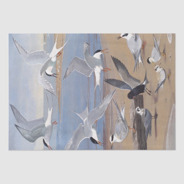 Papel De Seda Pájaro de la gaviota en la playa (Anverso)