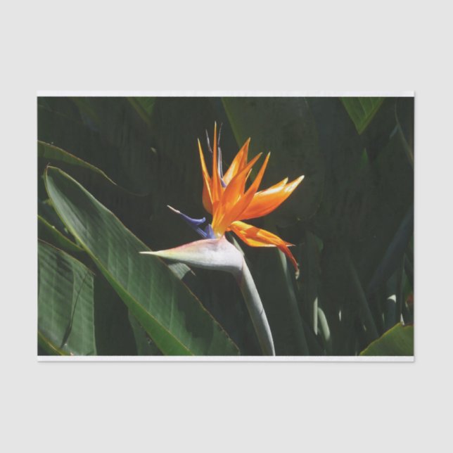 Papel De Seda Pájaro del Naranja del paraíso Flor tropical (Anverso)