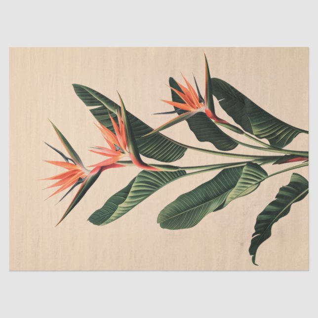 Papel De Seda Pájaro del paraíso: página de dibujo botánico (Anverso)