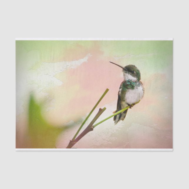 Papel De Seda Pájaro en una acuarela de peluca y pastel (Anverso)