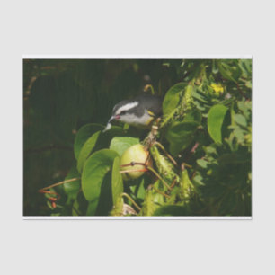 Papel De Seda Pájaro Mielero Comiendo Fotografía Tropical