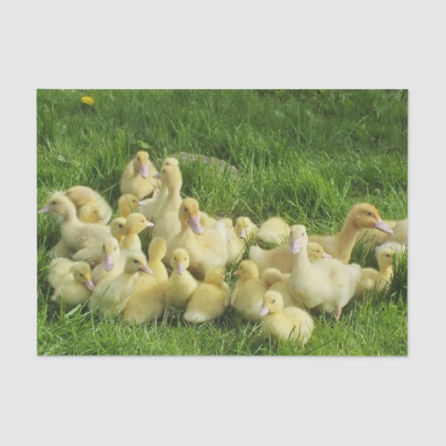 Papel De Seda pájaro, pato, pato, amarillo, naturaleza, lindo, b (Anverso)