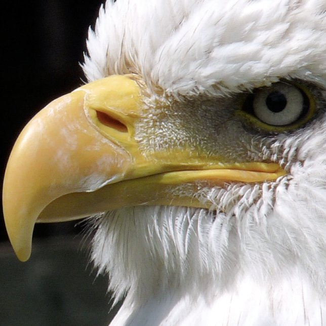 PAPEL DE SEDA PÁJAROS DE EAGLE (Subido por el creador)