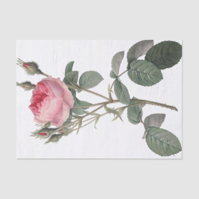 Papel De Seda Palidezca - la pintura rosada de los rosas del (Anverso)