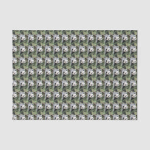 Papel De Seda Panda gigante verde negro y blanco