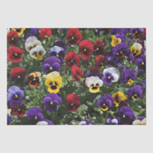 Papel De Seda Pansies de tres colores: Una sinfonía de colores e