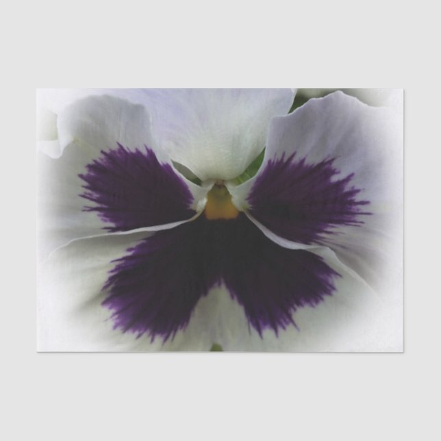 Papel De Seda Pañuelo morado y blanco (Anverso)