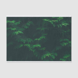 Papel De Seda Papel seda imperecedero del árbol