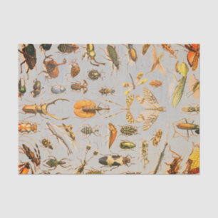 Papel De Seda Papel seda MUY FRESCO del INSECTO