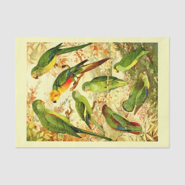 Papel De Seda Paracaídas, Desnudo (Anverso)