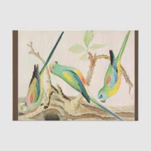 Papel De Seda Paracaídas turquesa