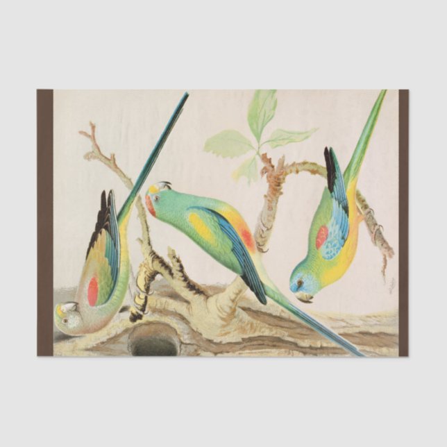 Papel De Seda Paracaídas turquesa (Anverso)