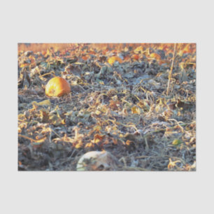 Papel De Seda Parche de Calabaza Escarchada