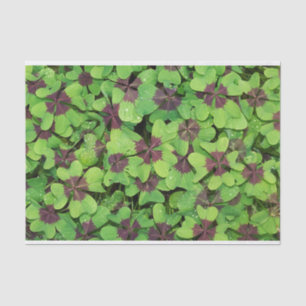 Papel De Seda Parche de cuatro hojas, Sorrel, con Dew