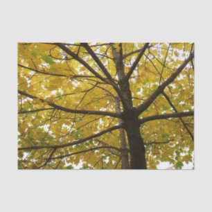 Papel De Seda Pareja de Arces Amarillos Naturaleza de Otoño