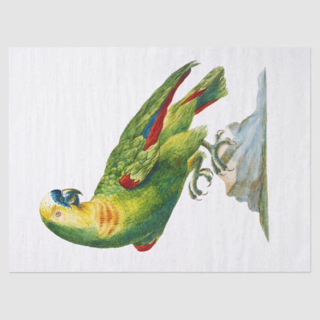 Papel De Seda Parrot Bird Vintage Art (Anverso)