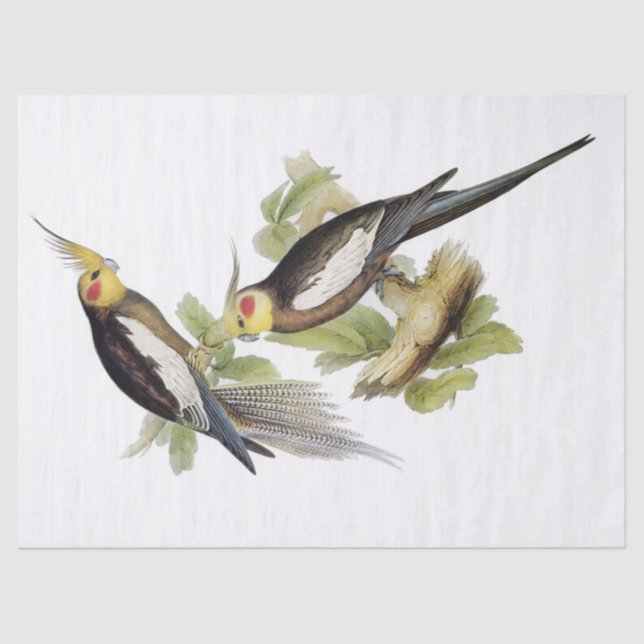 Papel De Seda Parrot Cockatiel Art (Anverso)
