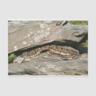Papel De Seda Pastelería en el Parque Nacional de Shenandoah