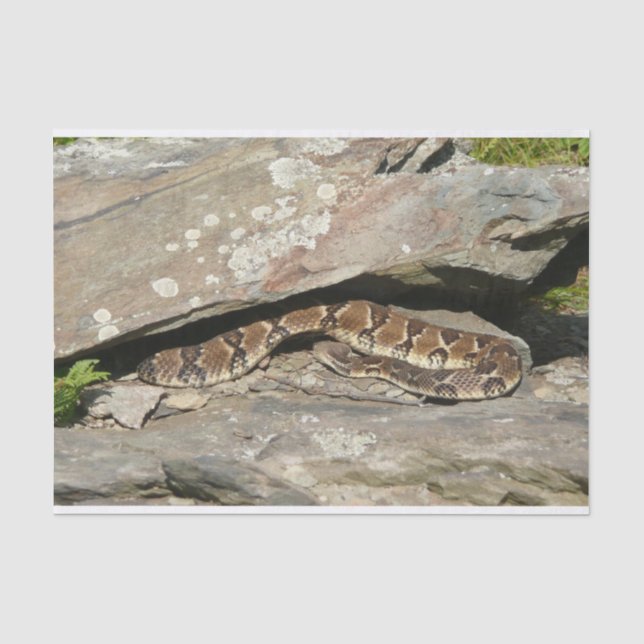 Papel De Seda Pastelería en el Parque Nacional de Shenandoah (Anverso)