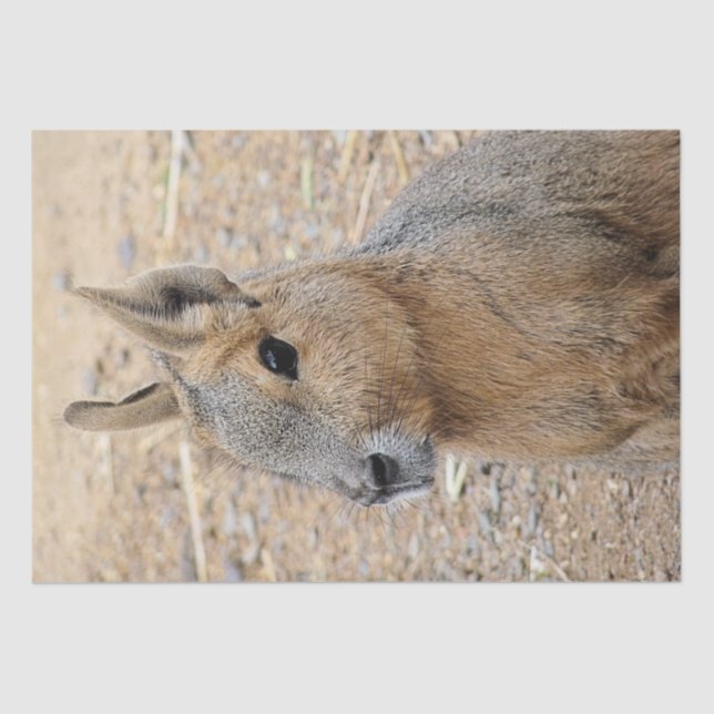 PAPEL DE SEDA PATAGONIAN MARA (Anverso)