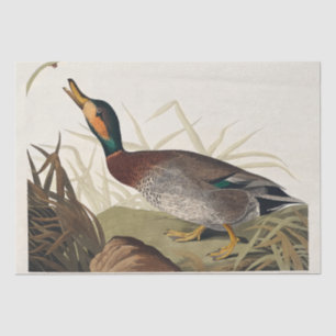 Papel De Seda Pato bemaculado de aves de América (1827)