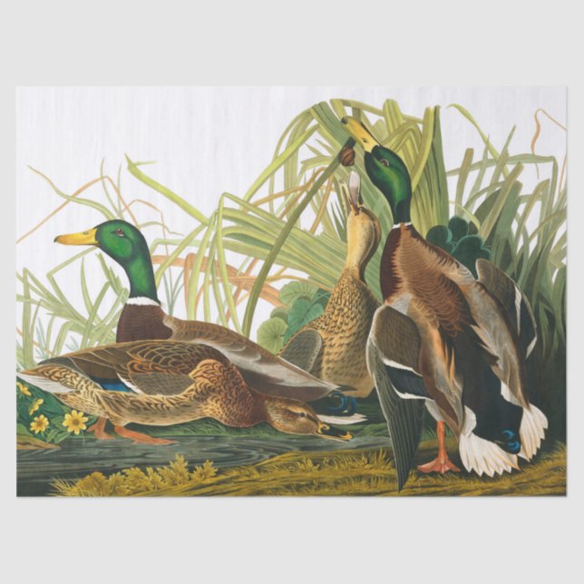 Papel De Seda Pato Mallard de John James Audubon (Anverso)