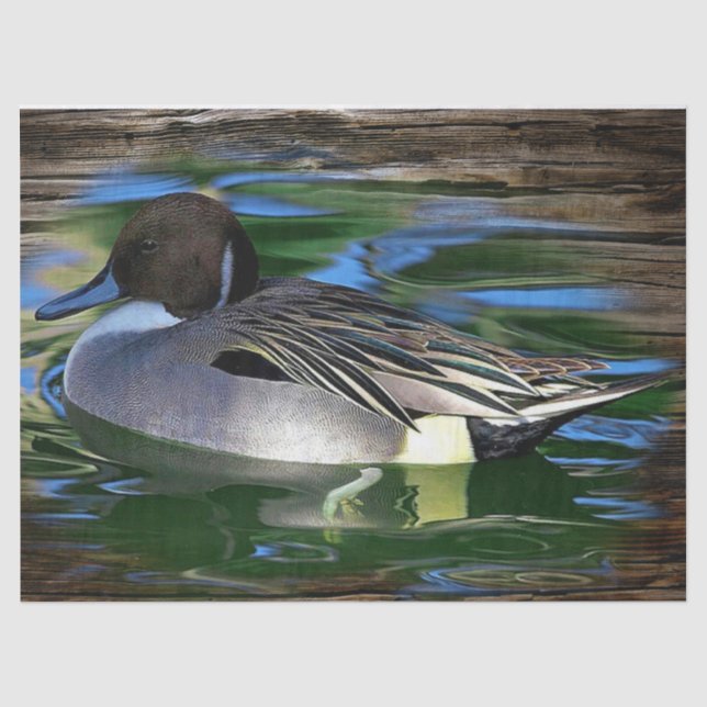 Papel De Seda Pato Mallard En El Lago (Anverso)