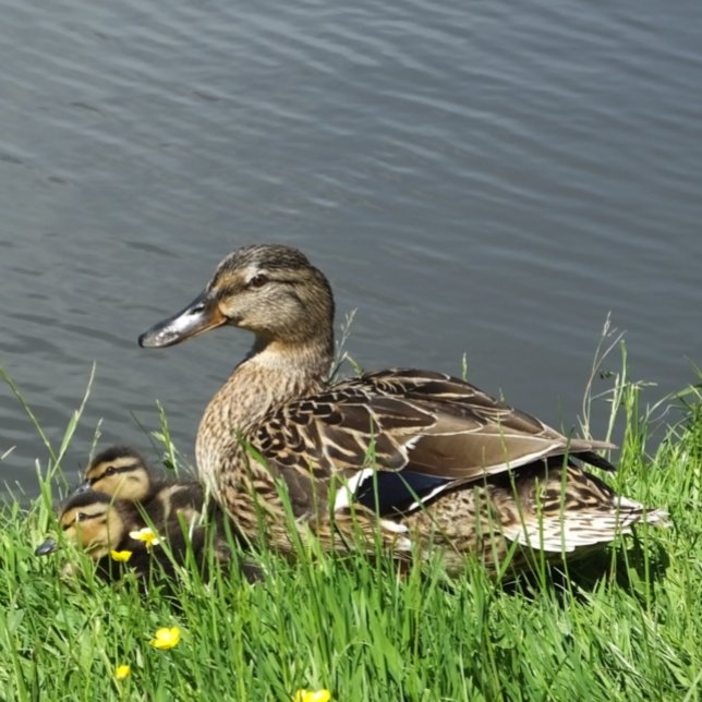 PAPEL DE SEDA PATO Y PATO (A female Mallard duck and her adorable ducklings.)