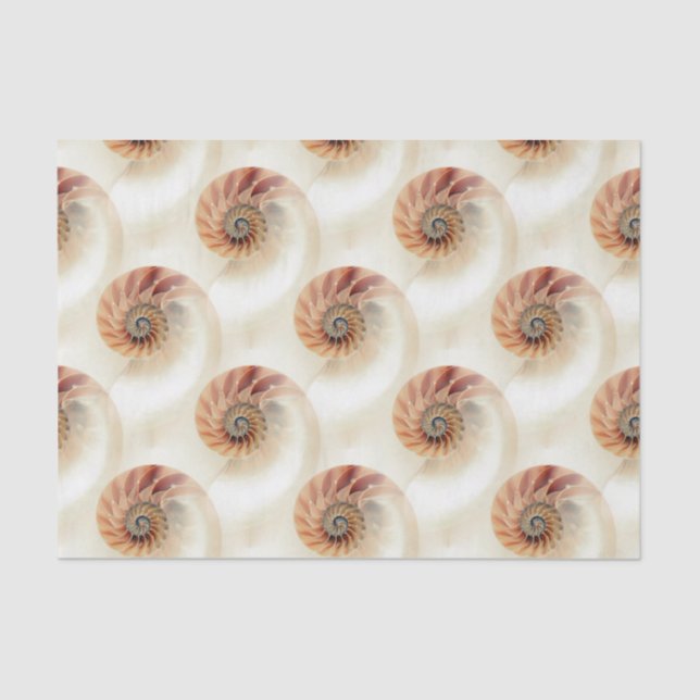 Papel De Seda Patrón de concha elegante (Anverso)
