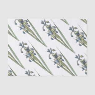 Papel De Seda Patrón de flor de iris de mariposa
