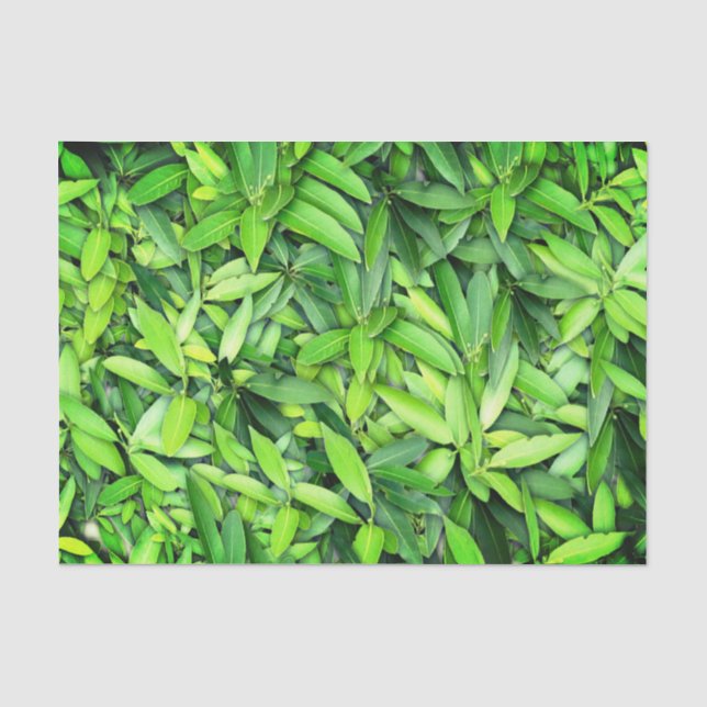 Papel De Seda Patrón de hojas verdes frondosas - Naturaleza Botá (Anverso)