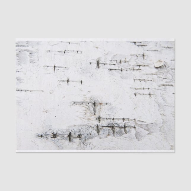 Papel De Seda Patrón de la corteza de Birch (Anverso)