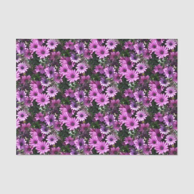 Papel De Seda Patrón natural de las flores de margarita africana (Anverso)