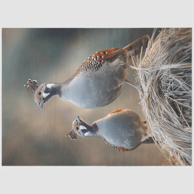 Papel De Seda Patrones de piel singulares de codorniz de juego d (Anverso)