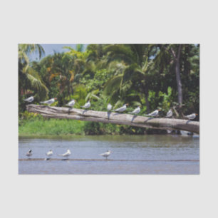 Papel De Seda Patrones reales, estuario del río Tortuguero - Cos