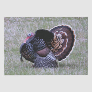 Papel De Seda Pavo Salvaje
