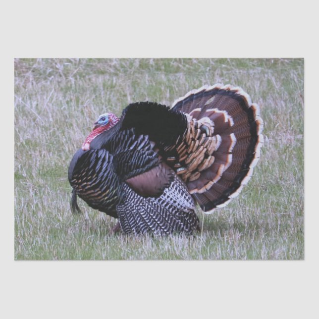 Papel De Seda Pavo Salvaje (Anverso)