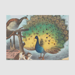 Papel De Seda Pavos reales del vintage y un gato