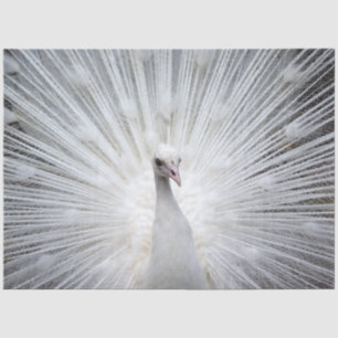 Papel De Seda Peacock20160401