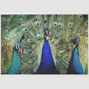 Papel De Seda Peacock Birds Wall Art Decoupage Tissue Paper